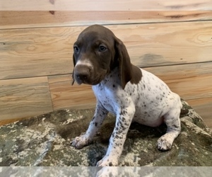 German Shorthaired Pointer Puppy for sale in PORTLAND, IN, USA