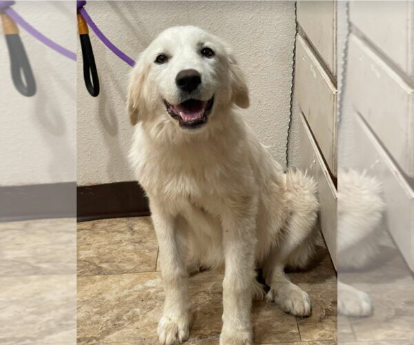 Medium Photo #4 Great Pyrenees Puppy For Sale in Lakewood, CO, USA