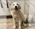 Small #3 Great Pyrenees