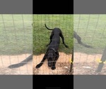 Small Photo #1 Great Dane Puppy For Sale in MARSHVILLE, NC, USA