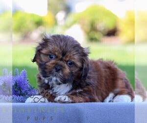 Shih Tzu Puppy for sale in GORDONVILLE, PA, USA