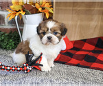 Jake - Male Shih Tzu Puppy for Sale - Photo #5