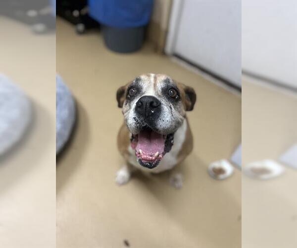 Medium Photo #1 Boxer-Unknown Mix Puppy For Sale in Chula Vista, CA, USA