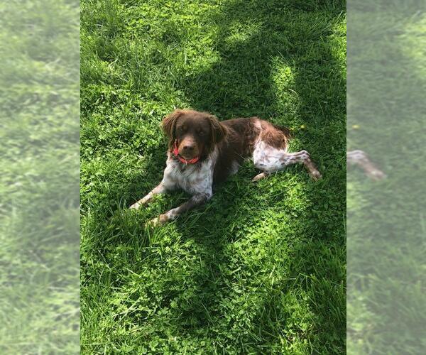 Medium Photo #5 Brittany Puppy For Sale in Curwensville, PA, USA