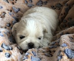 Puppy Liver female Shih Tzu