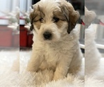 Small #7 Great Pyrenees-Poodle (Miniature) Mix