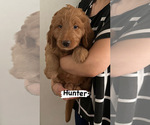 Small Photo #4 Goldendoodle Puppy For Sale in GLENDALE, CA, USA