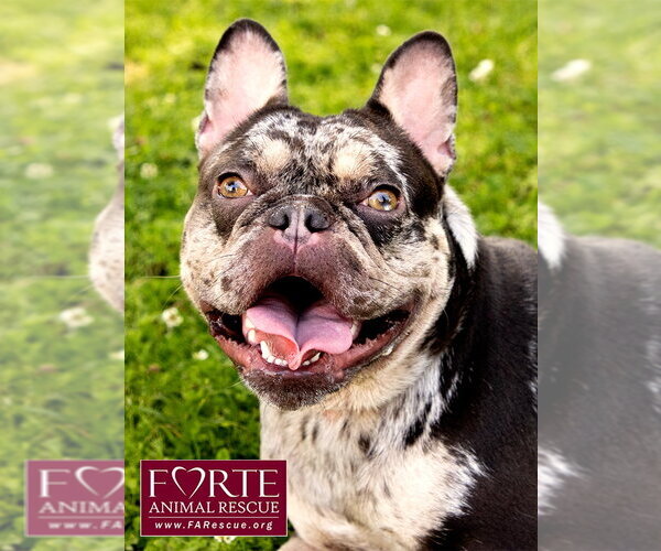 Medium Photo #5 French Bulldog Puppy For Sale in Marina del Rey, CA, USA