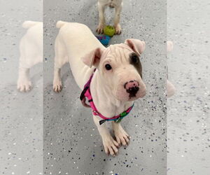 Chinese Shar-Pei-Unknown Mix Dogs for adoption in Wakefield, RI, USA