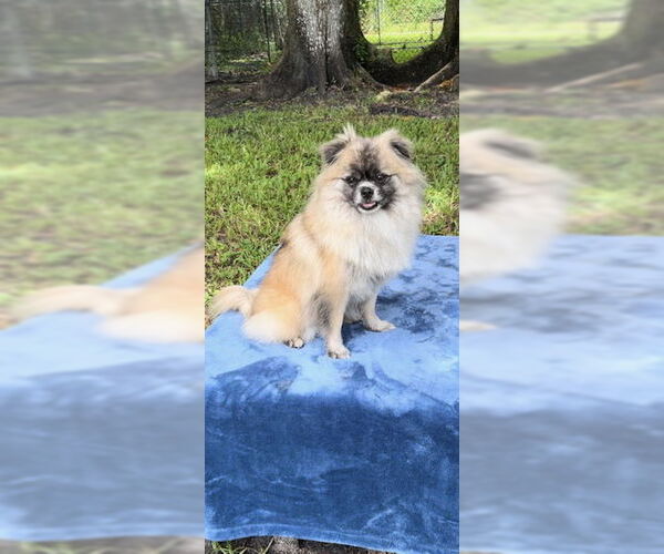 Medium Photo #6 Pominese Puppy For Sale in Weston, FL, USA