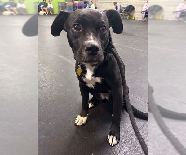 Medium Photo #4 Labrador Retriever Puppy For Sale in Sandy, UT, USA