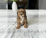 Small Photo #2 Shorkie Tzu Puppy For Sale in GREENFIELD, IN, USA