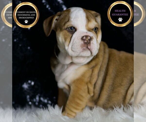 Medium Photo #1 English Bulldog Puppy For Sale in WARSAW, IN, USA