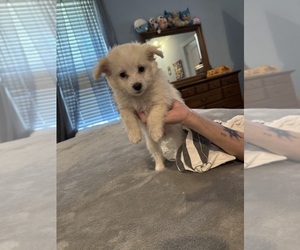 Maltipom Puppy for sale in CONWAY, SC, USA