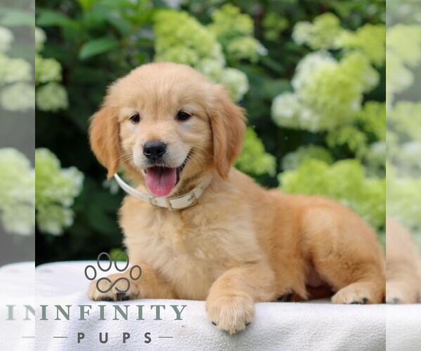 Medium Photo #2 Golden Retriever Puppy For Sale in LITITZ, PA, USA