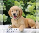 Small #1 Golden Retriever