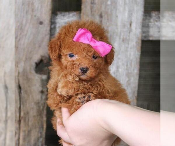 Medium Photo #2 Poodle (Toy) Puppy For Sale in CORAL GABLES, FL, USA