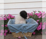 Small #3 Shetland Sheepdog