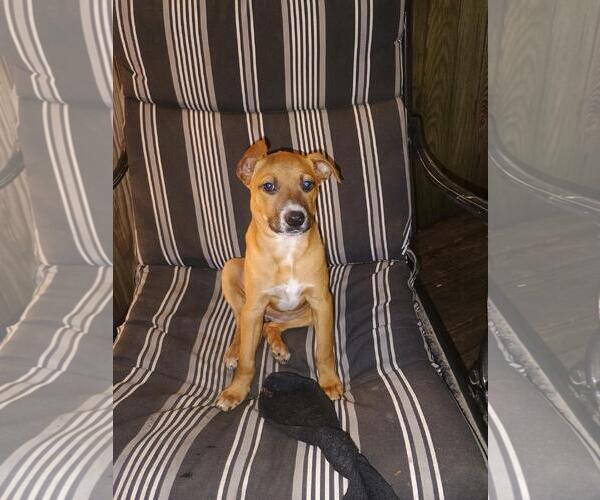 Medium Photo #4 Labrador Retriever-Unknown Mix Puppy For Sale in The Woodlands, TX, USA