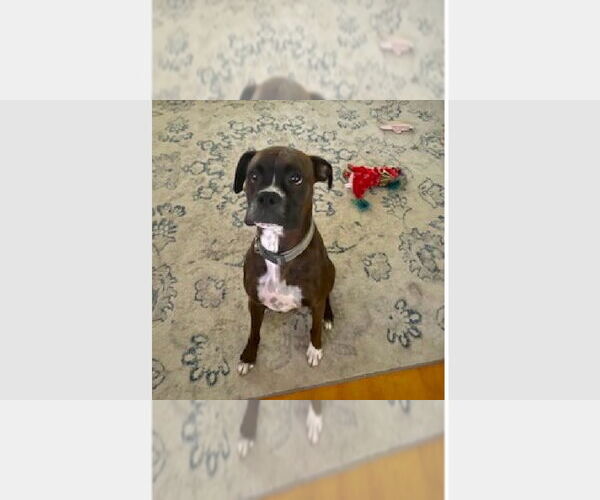 Medium Photo #3 Boxer Puppy For Sale in Austin, TX, USA