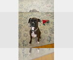 Small #2 Boxer