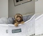 Small #3 Shih Tzu