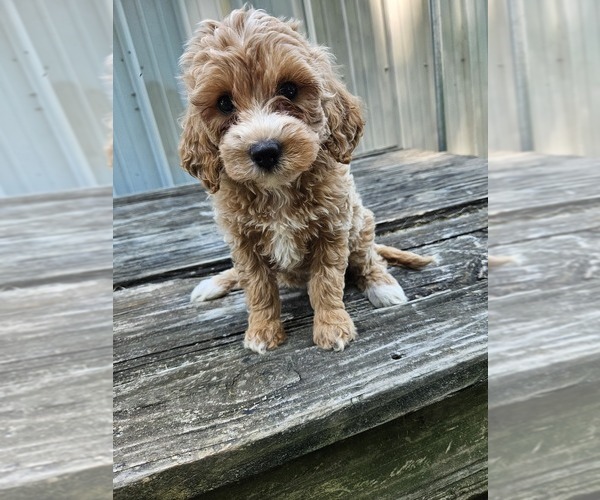 Medium Photo #1 Goldendoodle mix (+ Poodle Miniature) Puppy For Sale in NILES, MI, USA