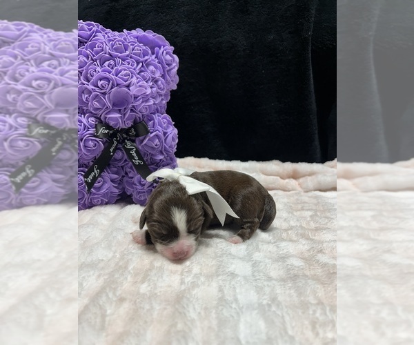 Medium Photo #1 Goldendoodle-Miniature Australian Shepherd Mix Puppy For Sale in AUSTIN, TX, USA