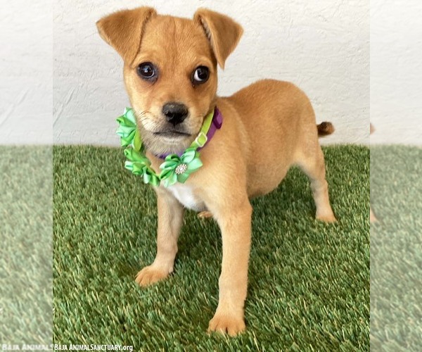 Medium Photo #3 Jug Puppy For Sale in San Diego, CA, USA