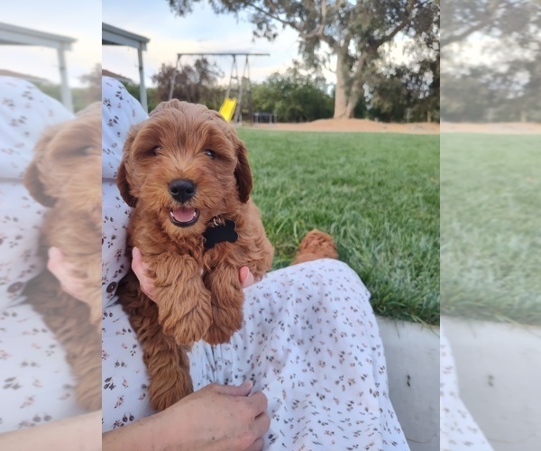 Medium Photo #20 Goldendoodle (Miniature) Puppy For Sale in GLENN, CA, USA