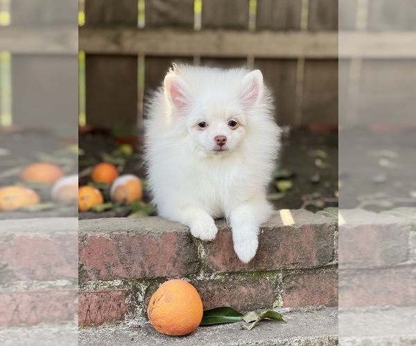 Medium Photo #4 Pomeranian Puppy For Sale in STKN, CA, USA