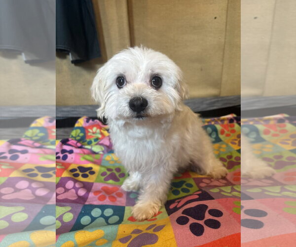 Medium Photo #8 Maltipoo (Toy) Puppy For Sale in Pacolet, SC, USA
