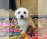 Small #7 Maltipoo (Toy)
