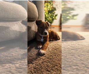 Shepradors Dogs for adoption in Princeton, MN, USA