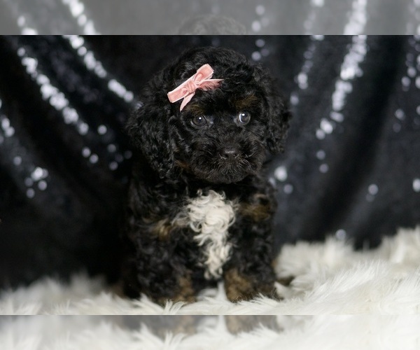 Medium Photo #5 Goldendoodle (Miniature) Puppy For Sale in WARSAW, IN, USA