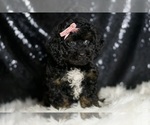 Small #4 Goldendoodle (Miniature)
