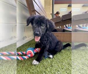 Australian Shepherd-Unknown Mix Dogs for adoption in Boston, MA, USA