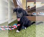 Small Australian Shepherd Mix