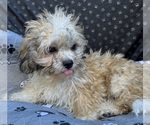 Small Photo #33 Zuchon Puppy For Sale in RENO, NV, USA