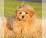 Small Photo #47 Maltipoo (Toy) Puppy For Sale in WARSAW, IN, USA