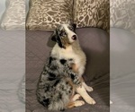 Small #10 Australian Shepherd