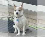 Small #1 Chihuahua Mix