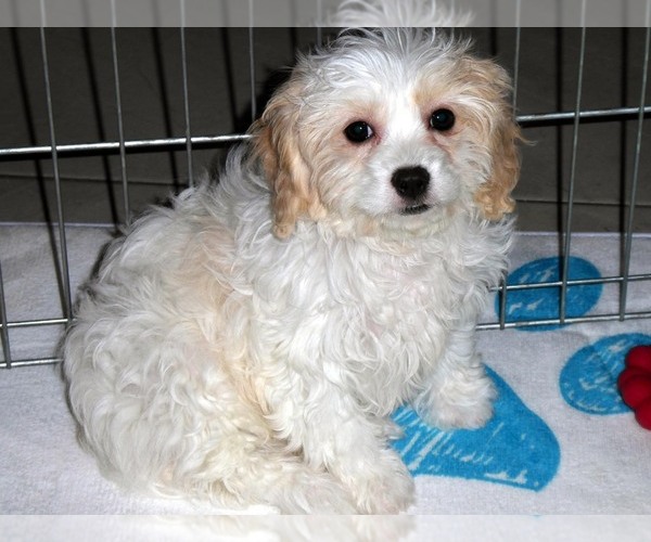 Medium Photo #10 Cavachon Puppy For Sale in ORO VALLEY, AZ, USA