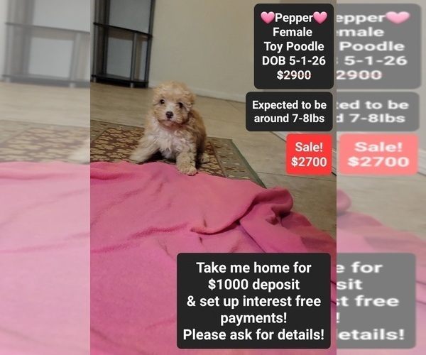 Medium Photo #1 Poodle (Toy) Puppy For Sale in TUCSON, AZ, USA