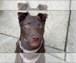 Small #1 Chinese Shar-Pei Mix