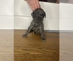 Puppy Puppy 5 Cane Corso