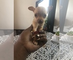 Small Photo #1 Chihuahua Puppy For Sale in DALE CITY, VA, USA