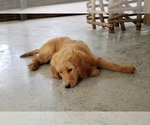 Small Photo #15 Goldendoodle Puppy For Sale in CLARKSVILLE, TX, USA