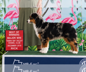 Father of the Miniature American Shepherd puppies born on 06/28/2026