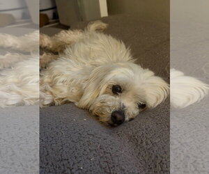 Maltese-Unknown Mix Dogs for adoption in Grafton, WI, USA